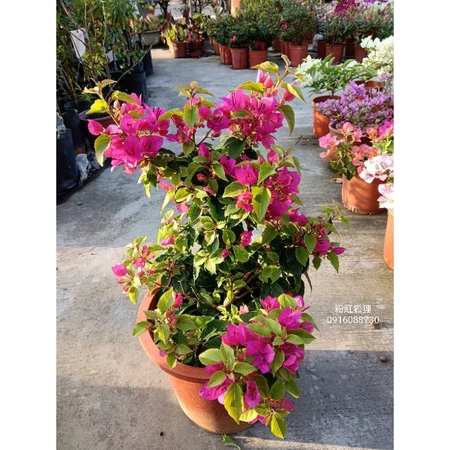 粉紅狐狸 7吋盆