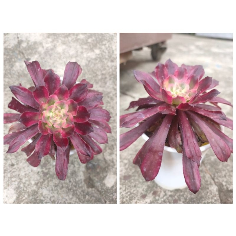 台鳳轉角多肉】韶華紅金剛.維娜斯錦斑法師3~5吋盆韓國多肉植物