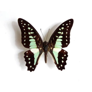 蟲新發現蝴蝶藝品館, 線上商店| 蝦皮購物