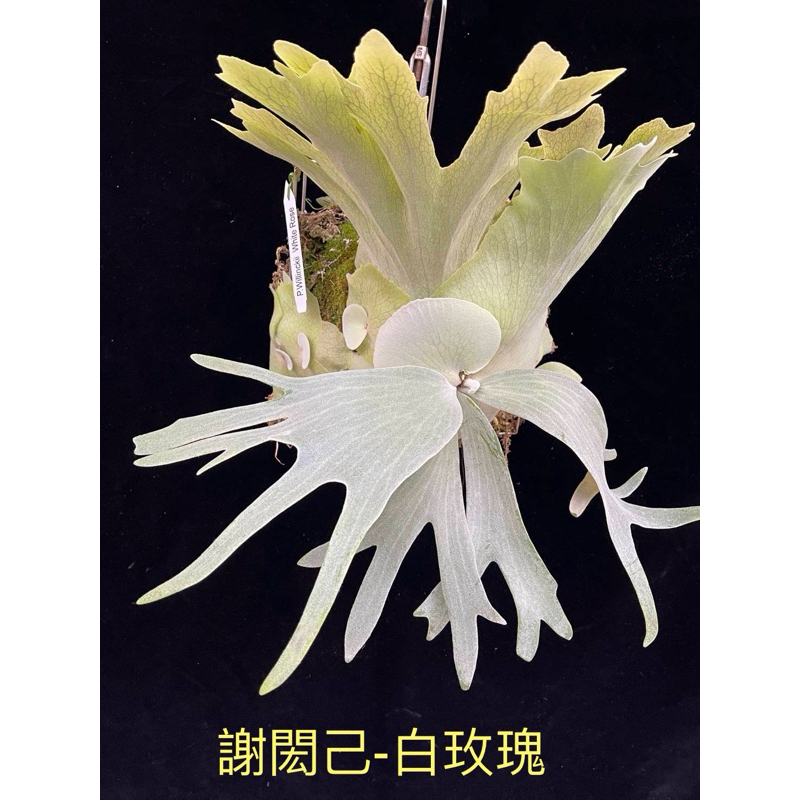 P.willinckii White rose sporeling