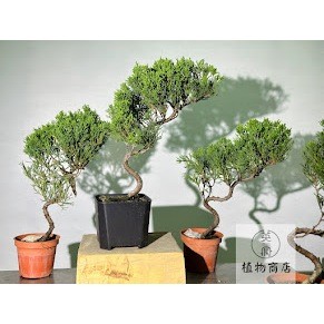 真柏- 優惠推薦- 2025年4月| 蝦皮購物台灣 真柏- 優惠推薦- 2025年4月| 蝦皮購物台灣