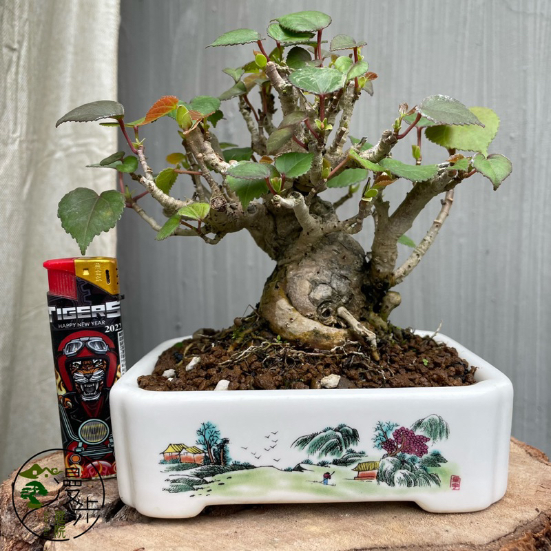 盆栽】第98回 国風盆栽展 後期 【Bonsai】The 98th Kokufu Bonsai Exhibition 2024 五葉松 #bonsai  #盆栽 #盆景 #園芸 #盆栽のある暮らし #japanphoto #분재 #caycanh #bonsaitree #bonsaijapan  #bonsailife #bonsailovers #bonsaiart #bonsaiworld #bonsaigram ‎#شجرة 