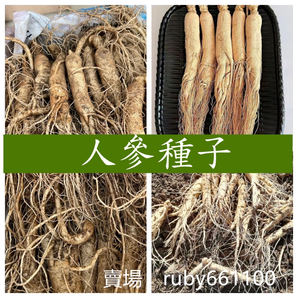 🌵繁盛【當歸種子人參種子】高級藥材 長白山人參種子人參人參種子 易種植好養活 盆栽地栽陽臺 | 蝦皮購物
