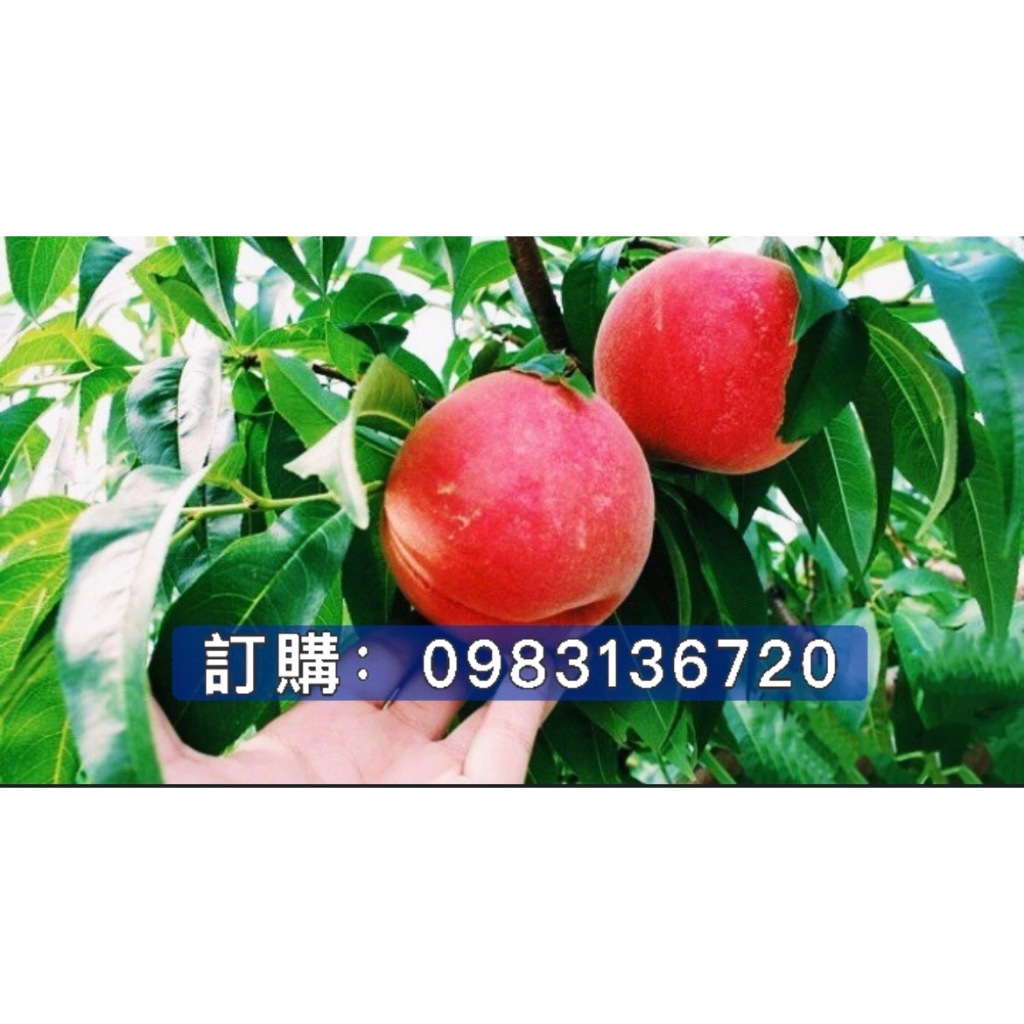 【紅寶石水蜜桃】嫁接苗 冰糖水蜜桃 熱帶大果水蜜桃 璀璨黃金水蜜桃 蟠桃 蟠桃皇后 西王母桃 白鳳水蜜桃 紅鈴水蜜桃 | 蝦皮購物