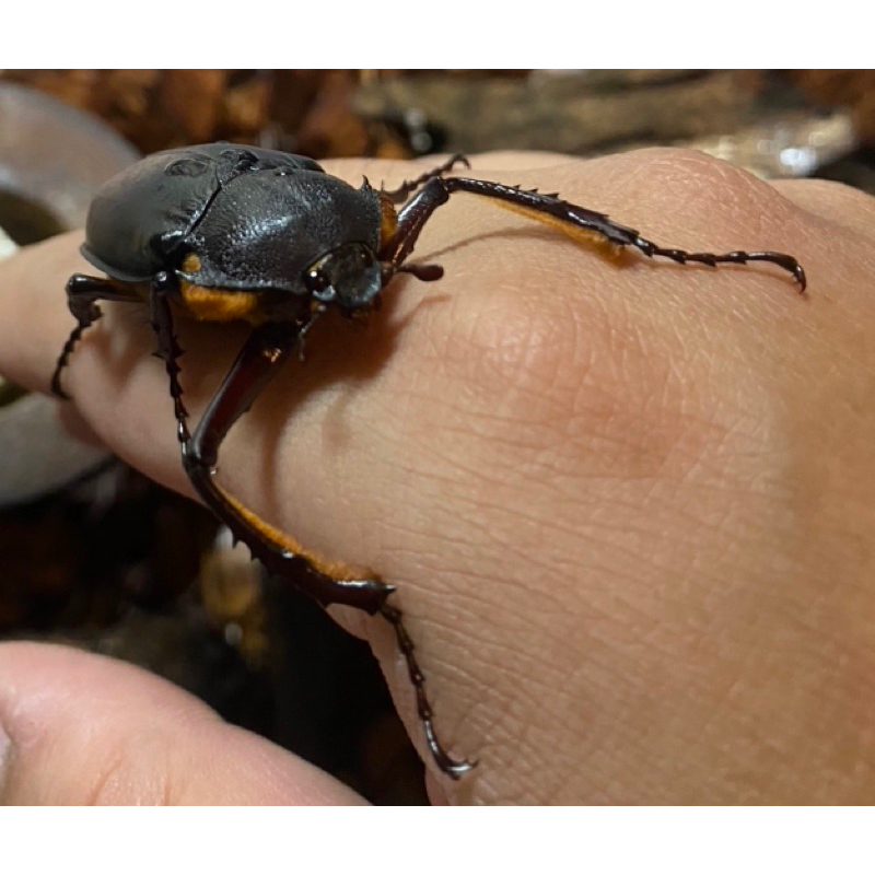 【霍佩蟲坊】土耳其姬長臂金龜 Propomacrus bimucronatus 幼幼 精密可動模型 | 蝦皮購物