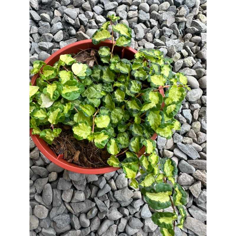 黃捲霹靂Ficus pumila “Curly” | 蝦皮購物