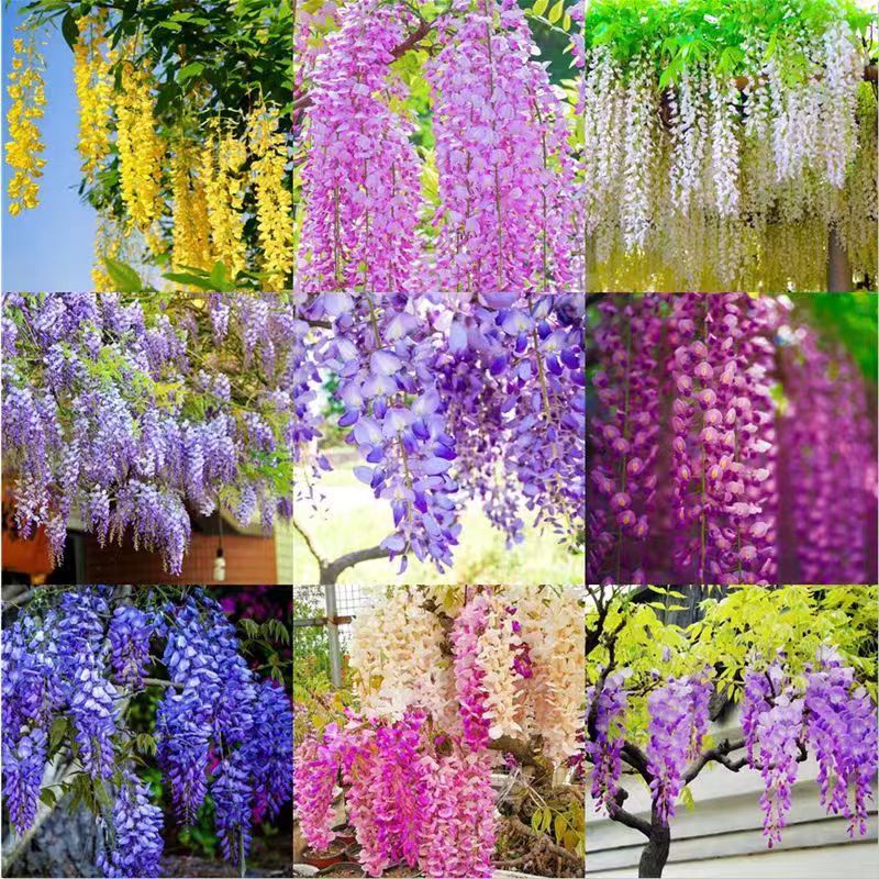 紫藤花種子四季爬藤花卉種子花園庭院攀爬花卉造景耐旱花卉種子