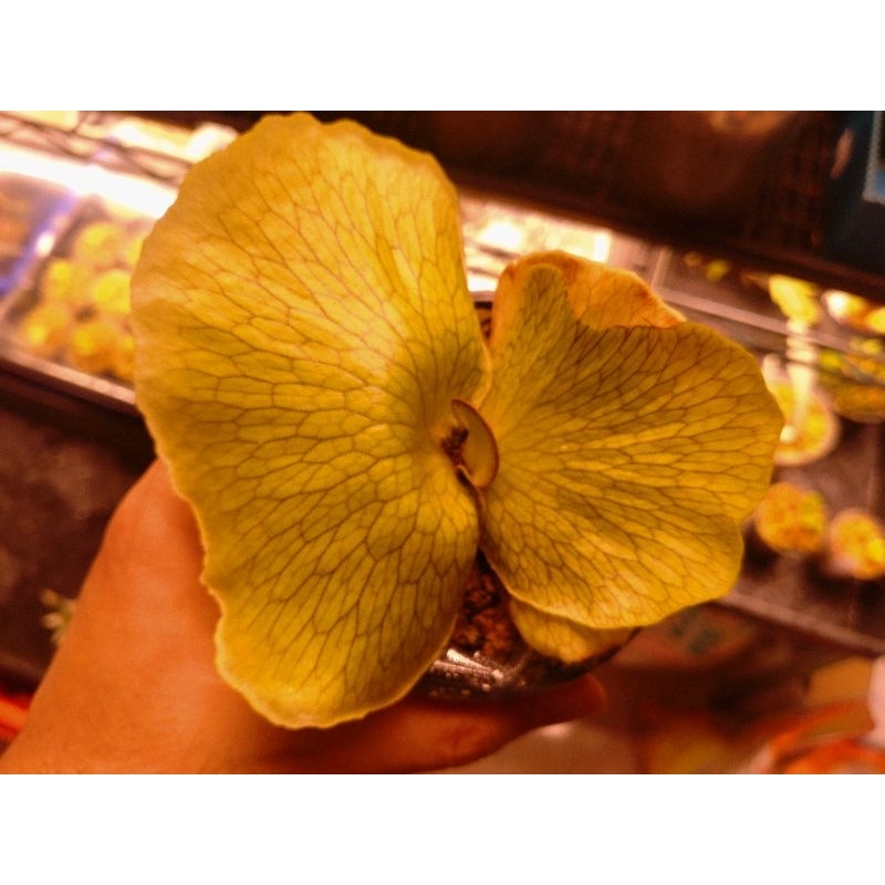 P.Alcicorne cv Gorgon正側芽鹿角蕨馬圓| 蝦皮購物