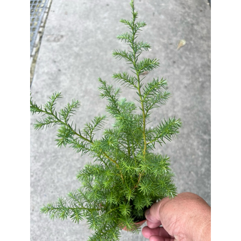 水松 / 雪松｜3吋盆～多年生常綠小喬木⋯ | 蝦皮購物