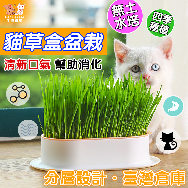 自種貓草水培盆栽（含種子）