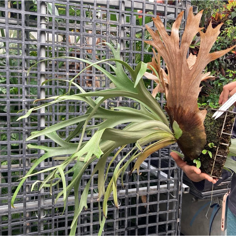 P. willinckii silvery dwarf 子株