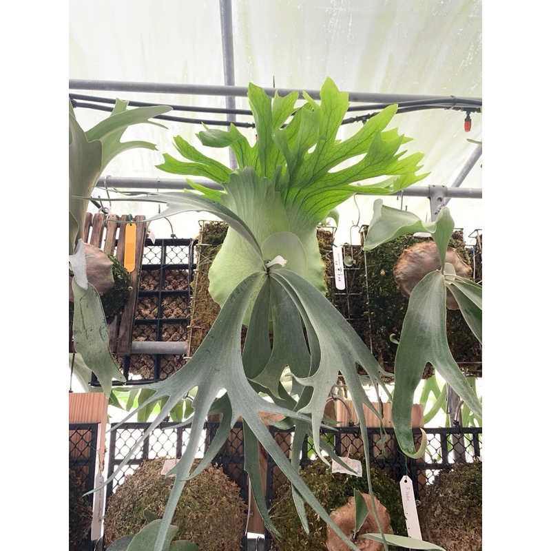 P.willinckii Leonids レオニズ pup 【公式通販】