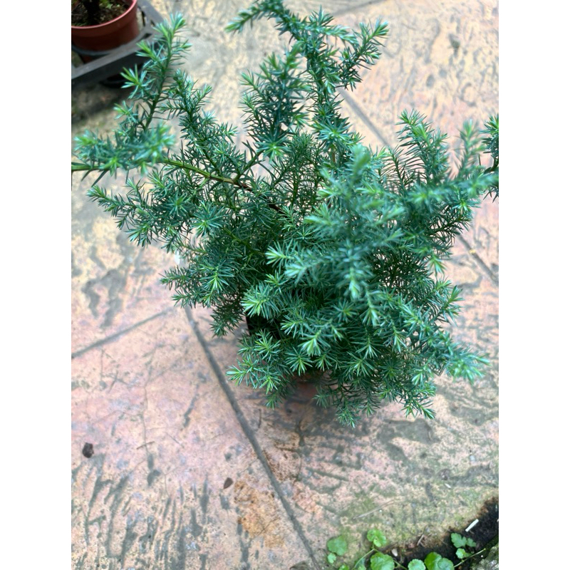 水松～雪松～多年生常綠小喬木 3寸苗 | 蝦皮購物