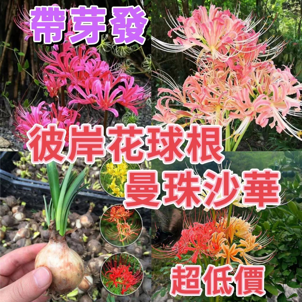 彼岸花球根100球-