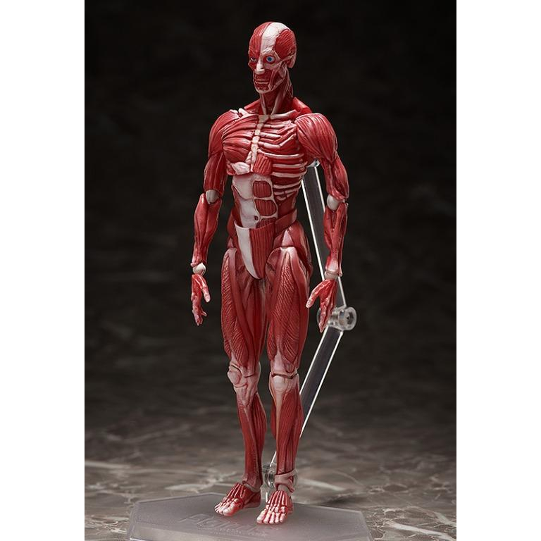 FREEing 2022年4月25日發售：figma 人體模型7,000YEN | Taghobby.com