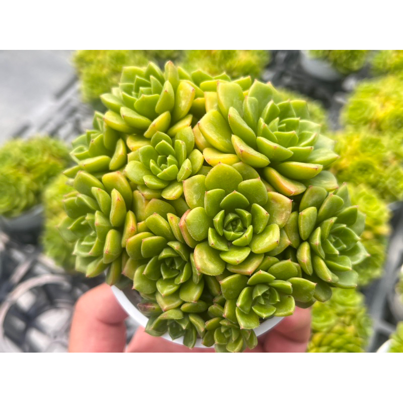 多肉植物 多肉好好買】三吋盆綠焰/老樁多肉植物現貨| 蝦皮購物