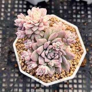 Echeveria Vulcanus錦 多肉植物 - www.sorbillomenu.com