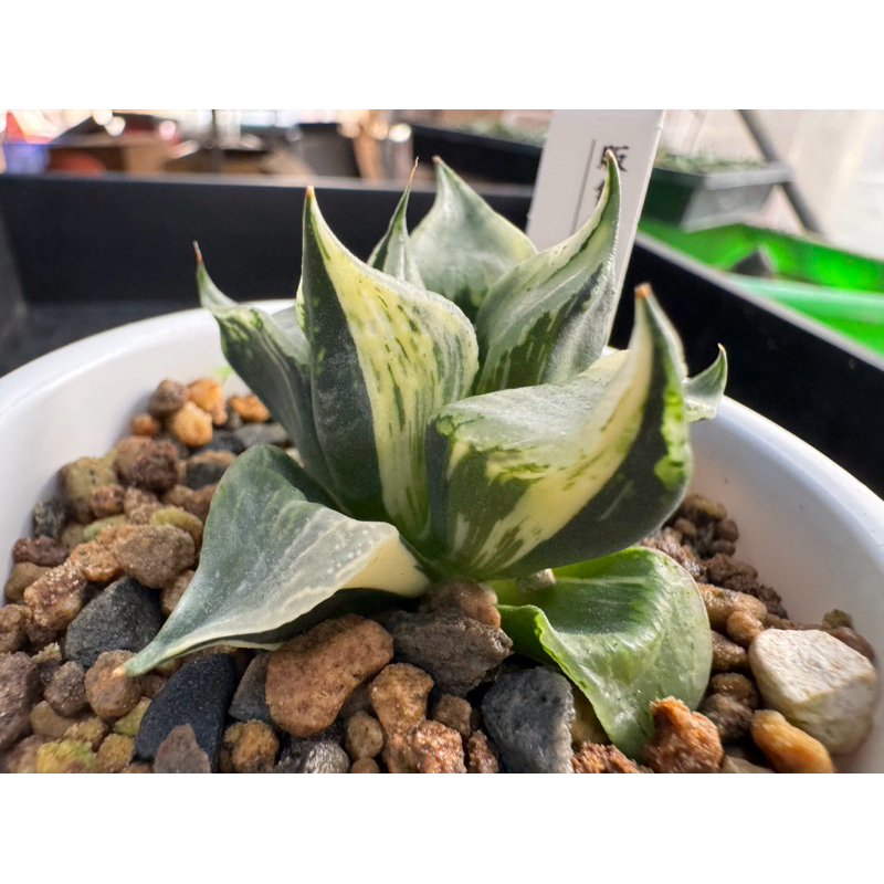 Haworthia ハオルチア百合科一物一拍|裏般若錦E07 | 蝦皮購物 Haworthia ハオルチア百合科一物一拍|裏般若錦E07 | 蝦皮購物