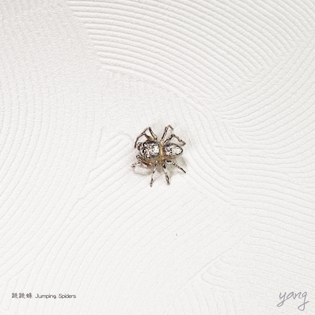 Mayhem輕珠寶】AMAZON Jumping Spiders 跳跳蛛蜘蛛擺飾小物925 Mayhem輕珠寶】AMAZON Jumping Spiders 跳跳蛛蜘蛛擺飾小物925