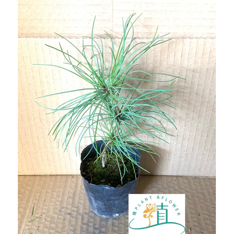 🌸植plant&flower~五葉松 五針松 | 蝦皮購物