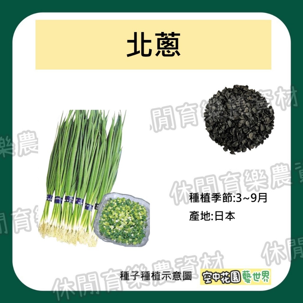 【台灣出貨 電子發票】北蔥 種子 3g(約1271粒) 蔥 種菜 菜籽 香蔥 青蔥 空中花園藝世界 | 蝦皮購物