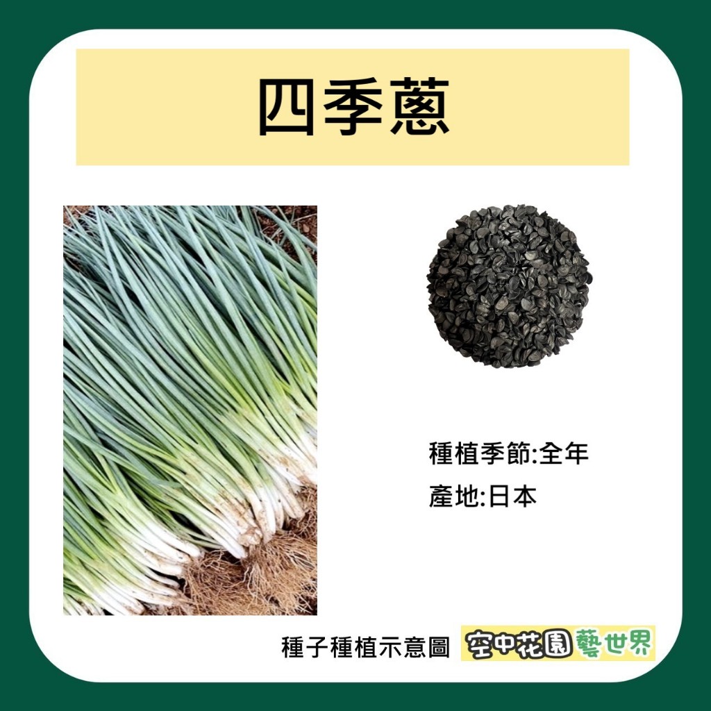 【台灣出貨 電子發票】四季蔥 種子 1克(約300顆) 種菜 菜籽 香蔥 青蔥 空中花園藝世界 | 蝦皮購物