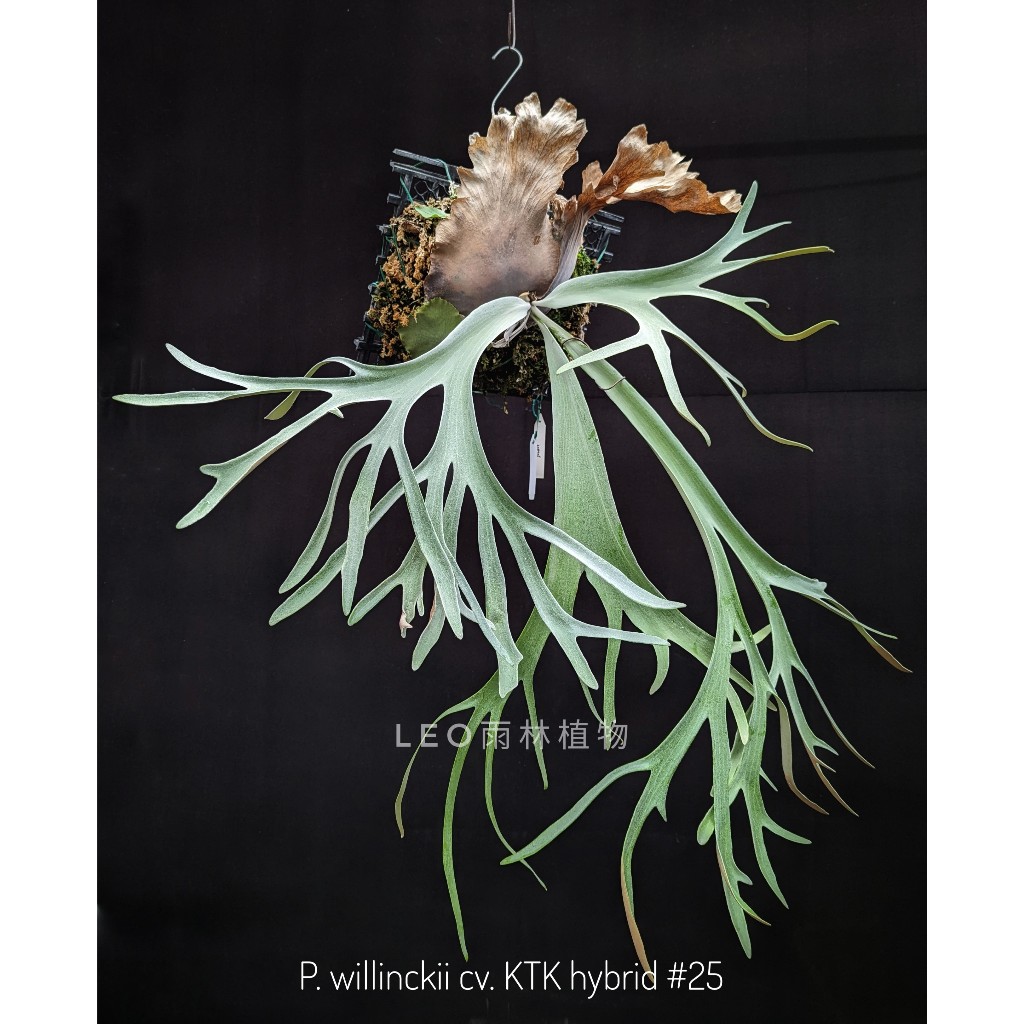 P. willinckii cv. KTK hybrid #25 鹿角蕨| 蝦皮購物