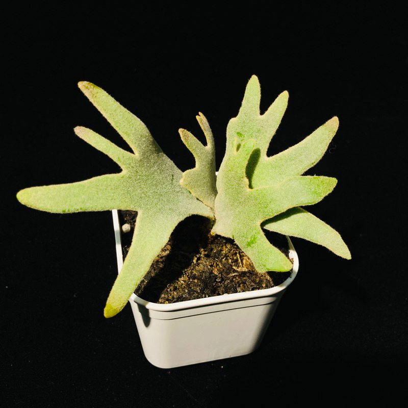 栽綺》‼️平價‼️P. willinckii 'Bacteria' sporeling 🦠侏儒 栽綺》‼️平價‼️P. willinckii 'Bacteria' sporeling 🦠侏儒