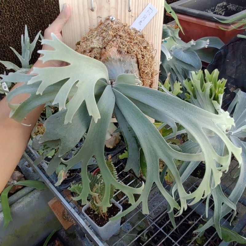植醉今明》Platycerium 鹿角蕨系列-爪哇月光willinckii cv. Moonlight