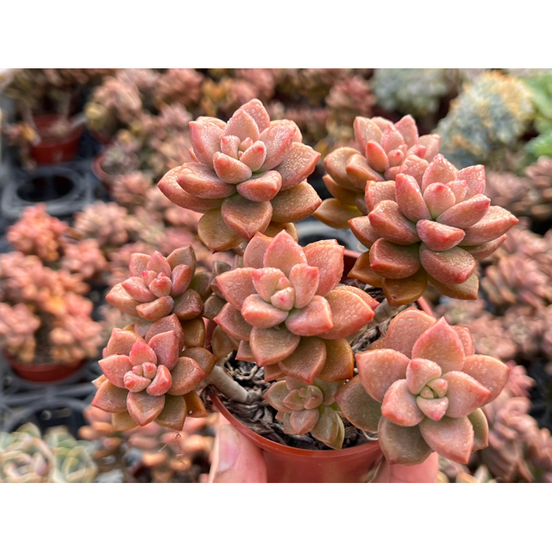 多肉好好買】三寸盆姬朧月多肉植物現貨| 蝦皮購物