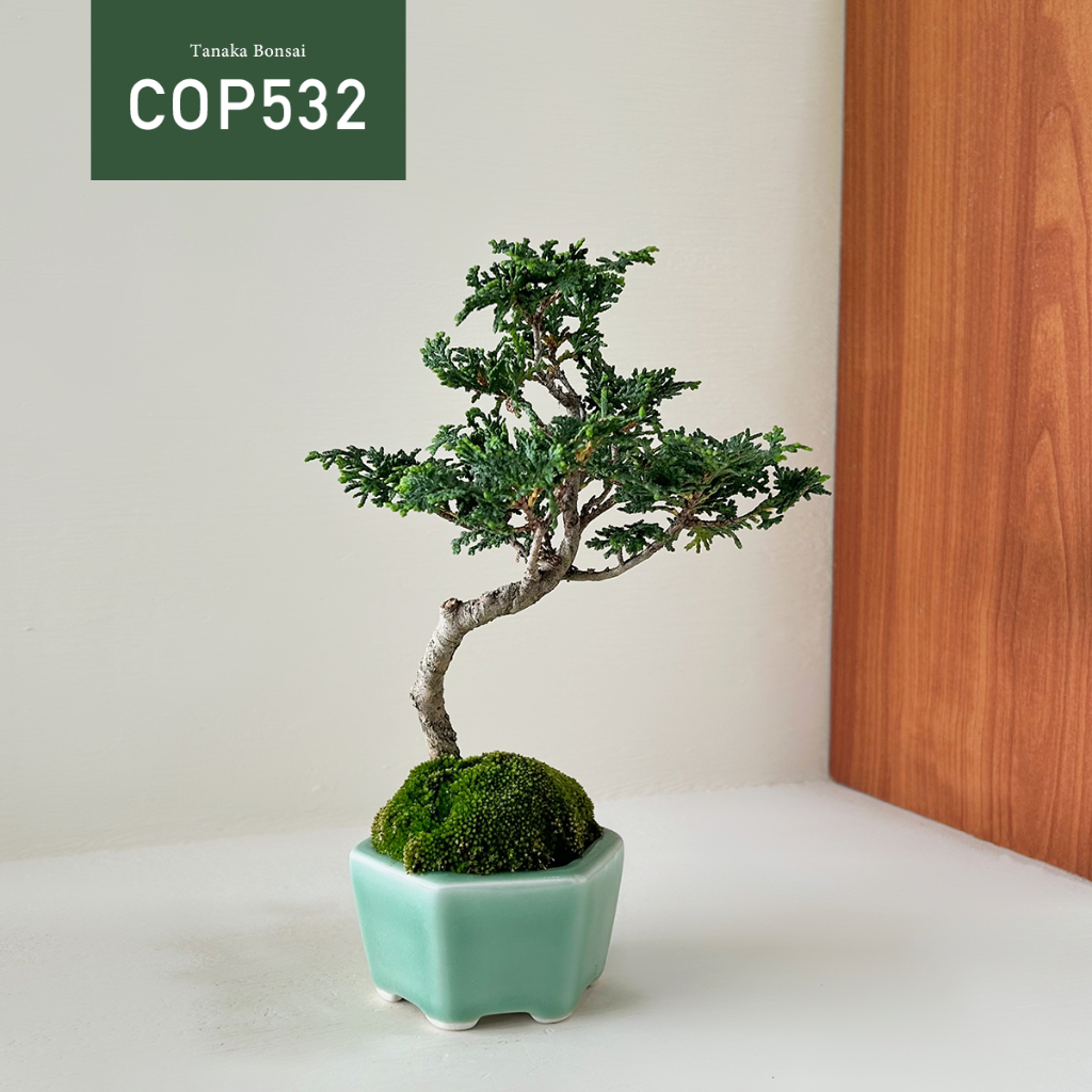 Tanaka Bonsai】COP532 日本青檜/津山檜盆景｜松柏盆栽| 蝦皮購物