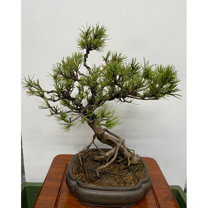 藝樹植栽」日本八房五葉松-精品盆栽-小品盆栽| 蝦皮購物