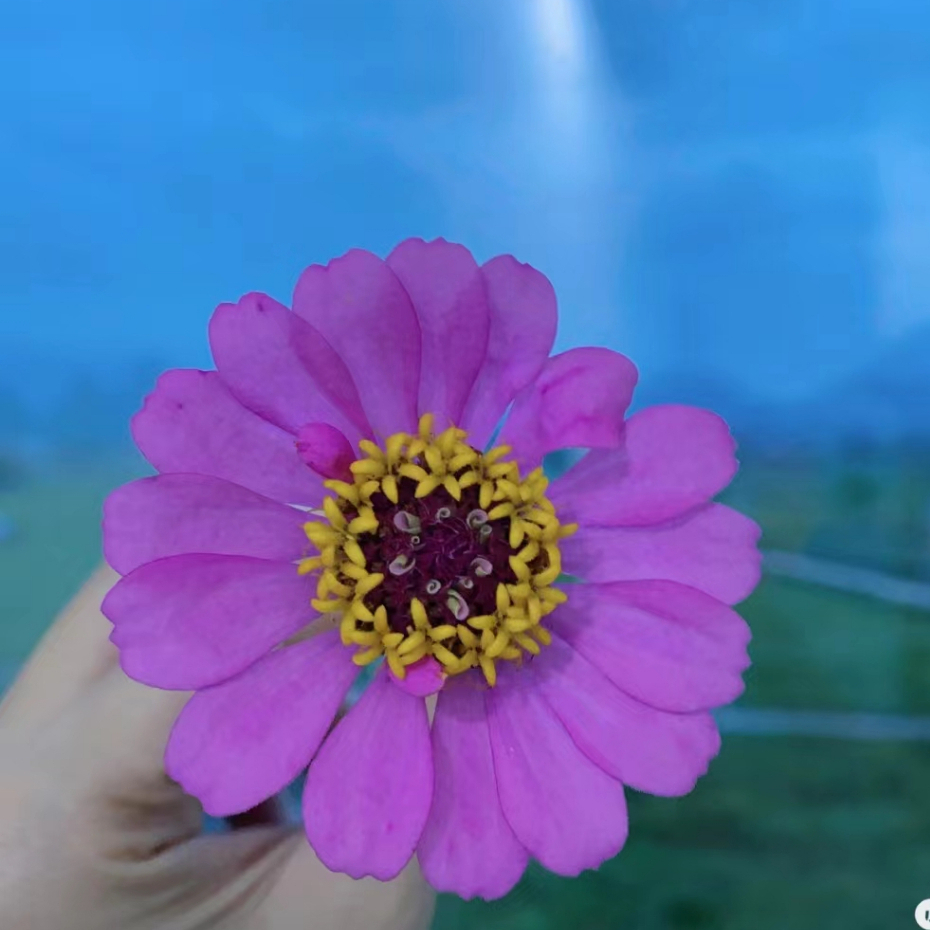 💯正品【格桑花種子】波斯菊種籽花卉種子花海種子四季種植四季