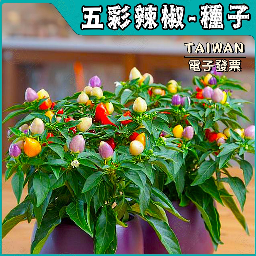 五彩辣椒種子🔥約100粒🔥辣椒種子 蔬果種子 蔬菜種子 五彩椒 七彩辣椒 櫻桃椒 朝天椒 | 蝦皮購物