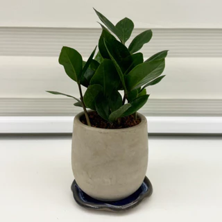 【一畝禾】附手工底盤 金錢樹 發財樹 元寶樹 素面水泥盆 室內植物 觀葉植物 北歐植物 盆栽 辦公室盆栽 沐時 同款