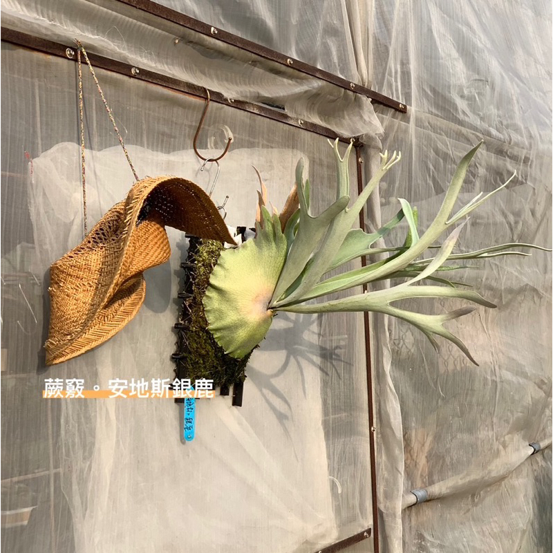 銀鹿鹿角蕨｜優惠推薦- 蝦皮購物- 2026年7月