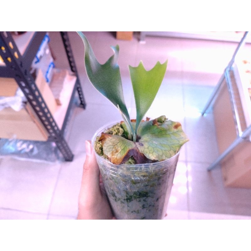 P.Alcicorne cv Gorgon正側芽鹿角蕨馬圓| 蝦皮購物