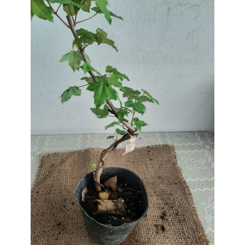 台灣三角楓/小品盆栽素材/紅葉植物/3吋軟盆/120元/棵| 蝦皮購物 台灣三角楓/小品盆栽素材/紅葉植物/3吋軟盆/120元/棵| 蝦皮購物