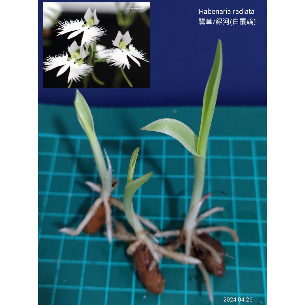 ✿迷妳馬的日本花草✿2026進口球根鷺草球根/銀河白覆輪山野草| 蝦皮購物