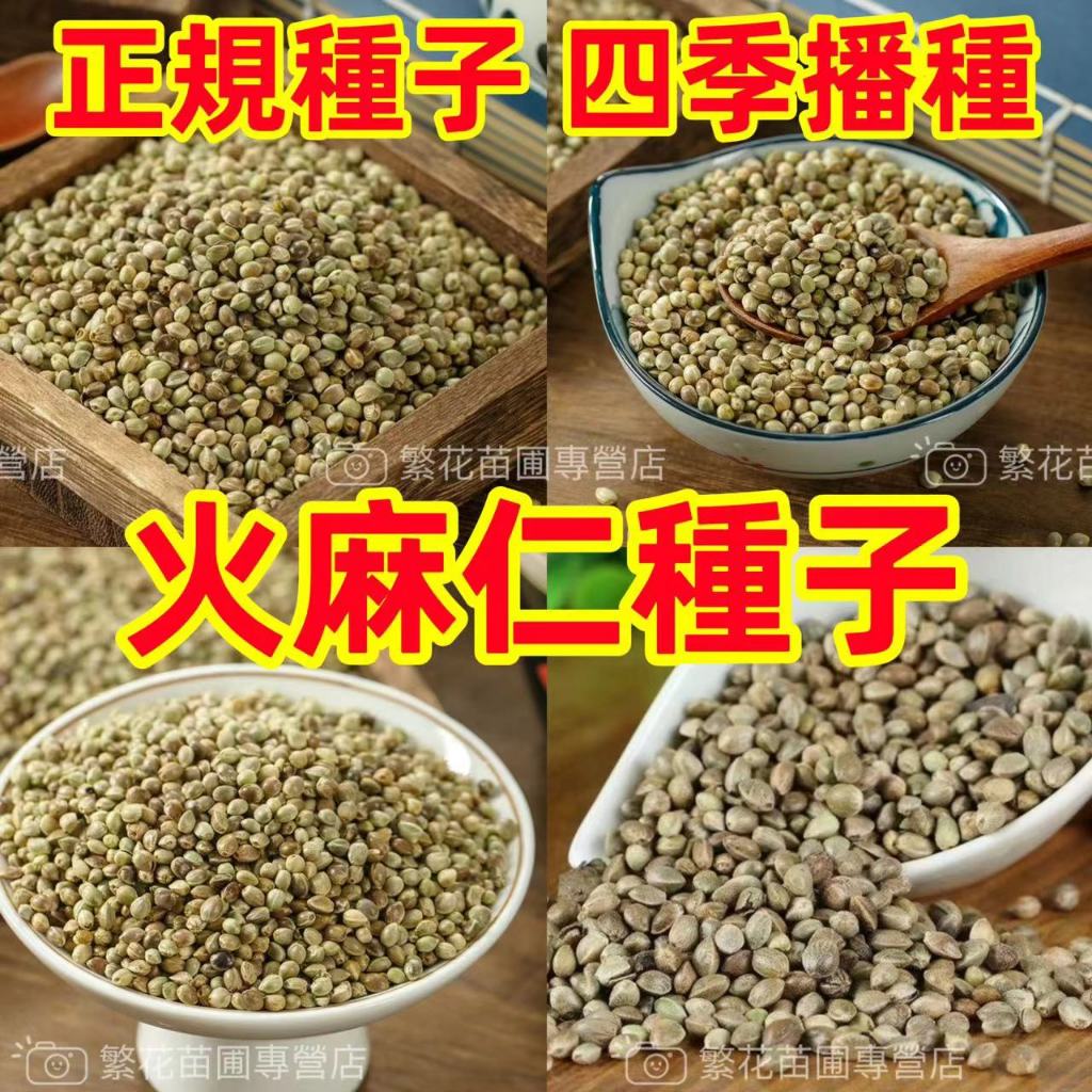 💥💥【火麻仁種子】正宗火麻仁 中藥材火麻子 通腸潤便 火麻仁 火麻仁茶 火麻籽四季常青 四季播種 遇土就活 降火茶仁種子 | 蝦皮購物