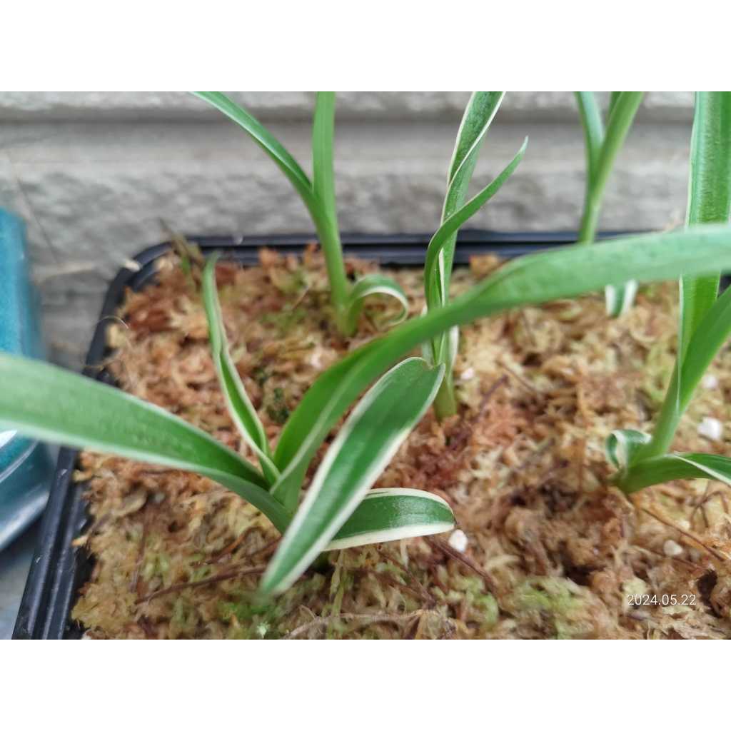 ✿迷妳馬的日本花草✿2026進口球根鷺草球根/銀河白覆輪山野草| 蝦皮購物