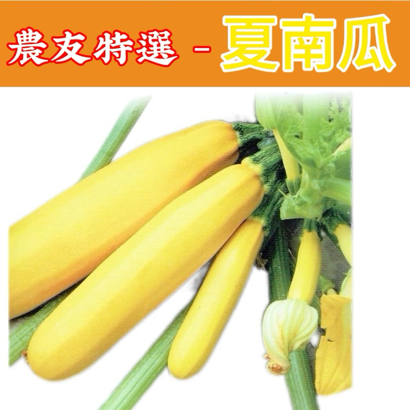 夏南瓜 黃果 【特選種子】農友牌 小包裝種子 約10粒/包 | 蝦皮購物
