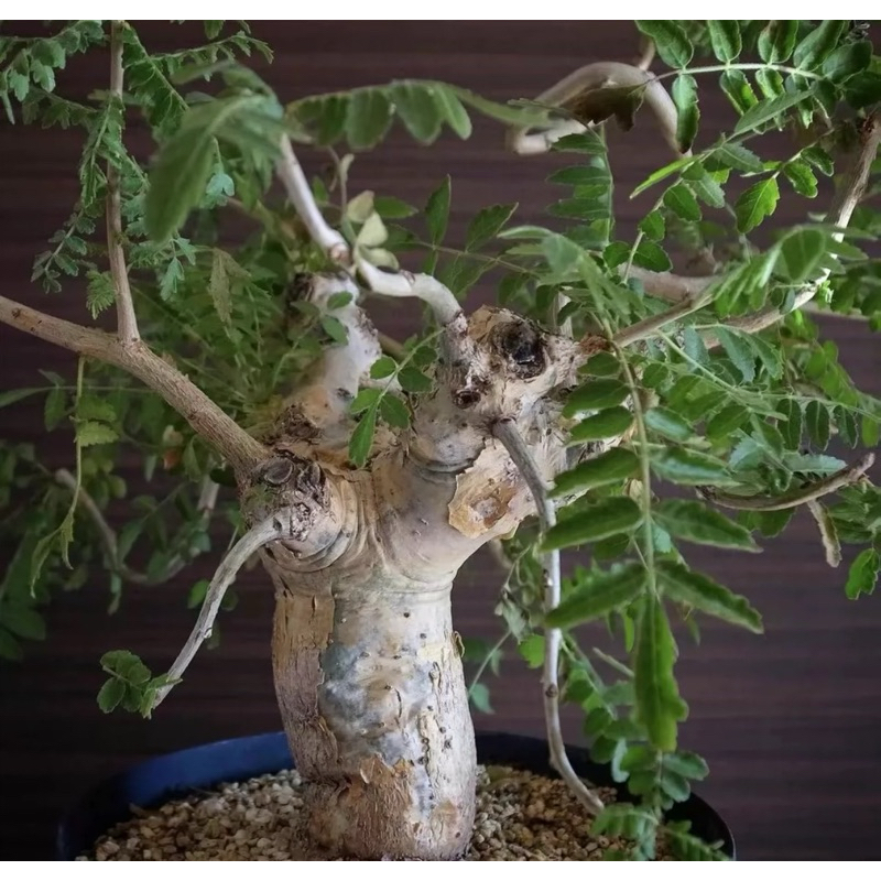 boswellia rivae 黧乳香 | 蝦皮購物