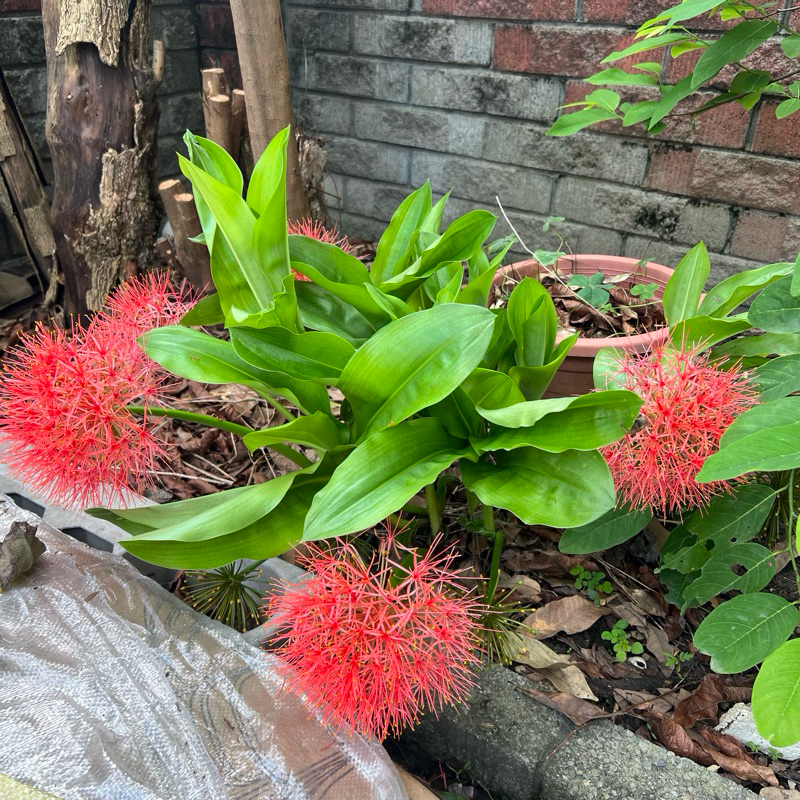 石蒜科 網球花 / 火球花 多年生草本 休眠期以底下球莖存活 觀葉 | 蝦皮購物