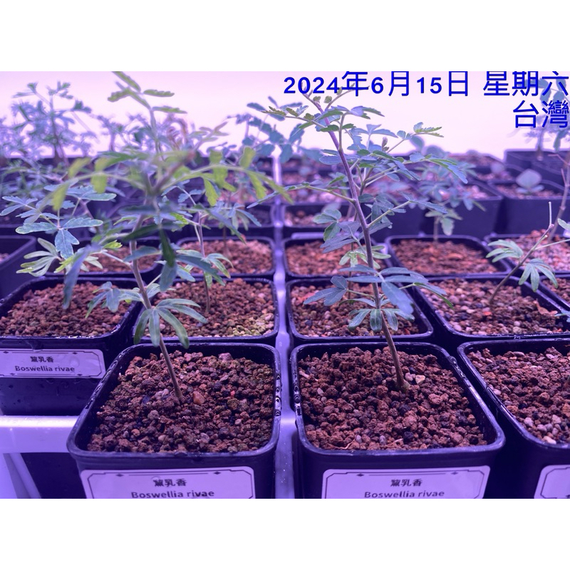 黧乳香/Boswellia rivae（免運） | 蝦皮購物