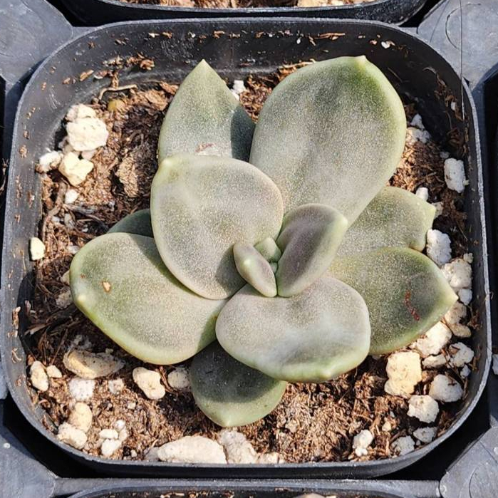 西施?0708P2預購預計7/15可出貨無根裸株出貨多肉植物多肉6/22結單 