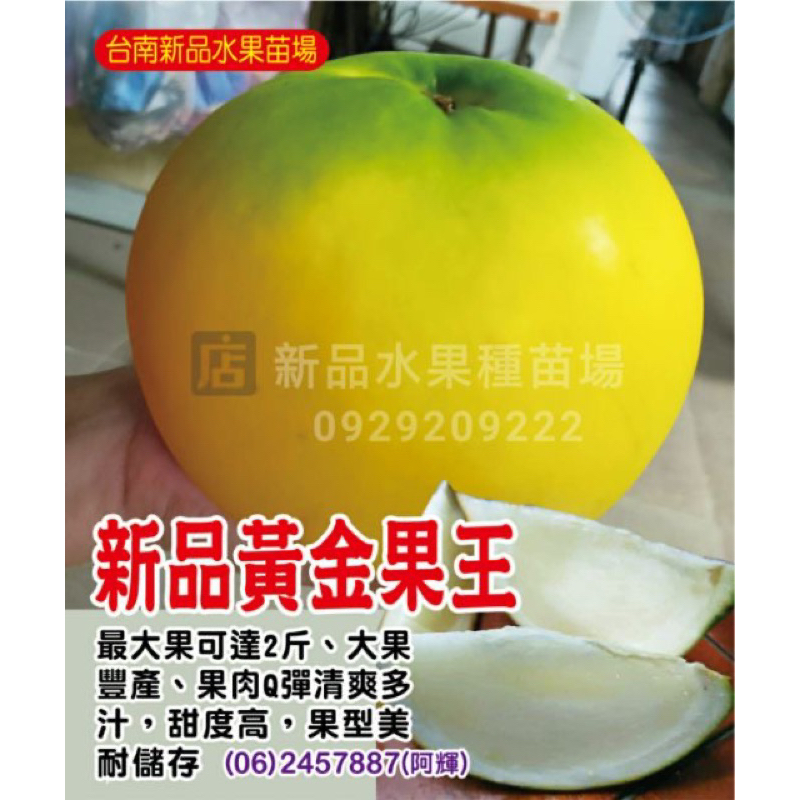 新品黃金果王（特優大果類/最大果可達2斤）大果黃金果 黃金果 黃金果苗 黃金果嫁接苗 大果 水果苗 【新品水果種苗】 | 蝦皮購物