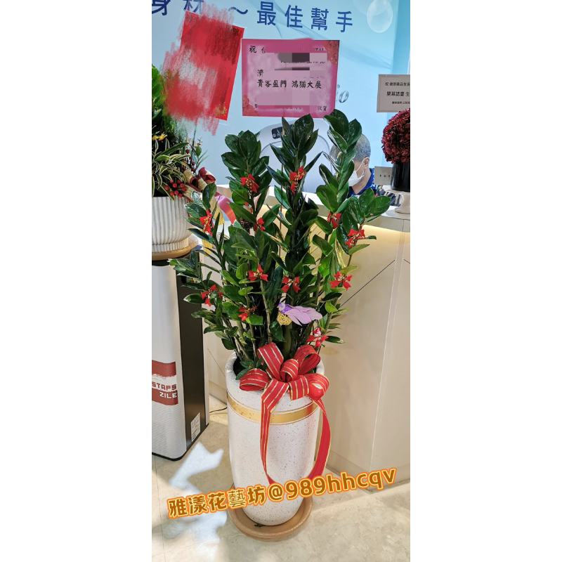 台中市免運）金錢樹盆栽開幕盆栽代客送花（雅漾花藝）婚喪喜慶開幕升遷