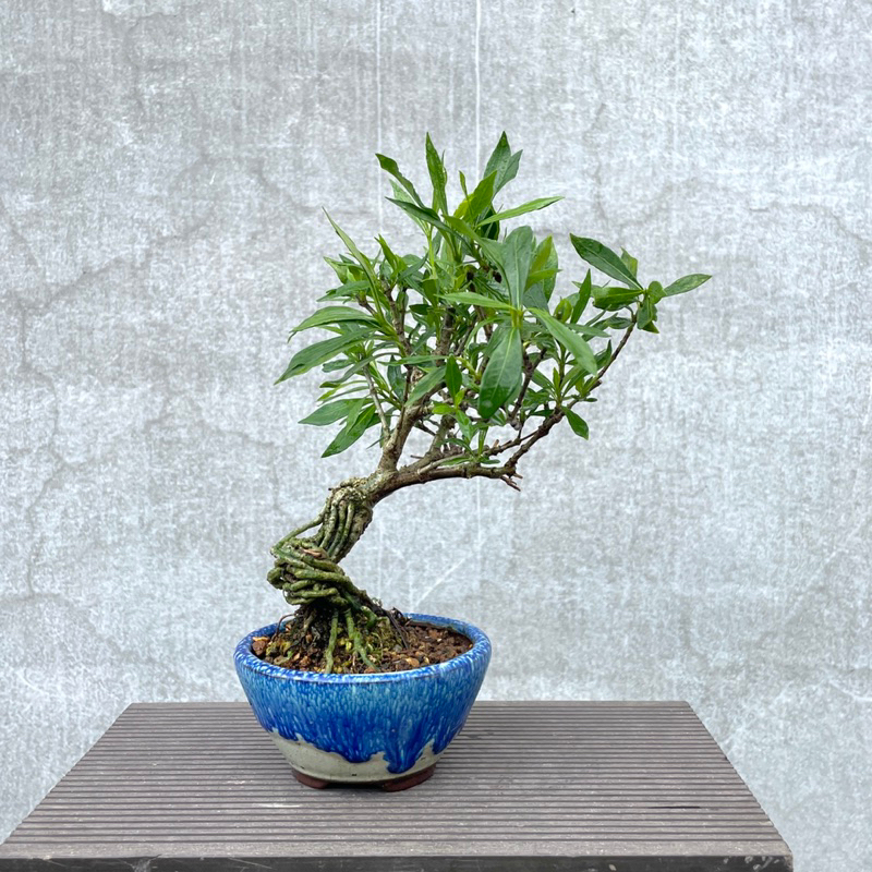 シシガシラ（盆栽）持ち込み古い 【公式通販】