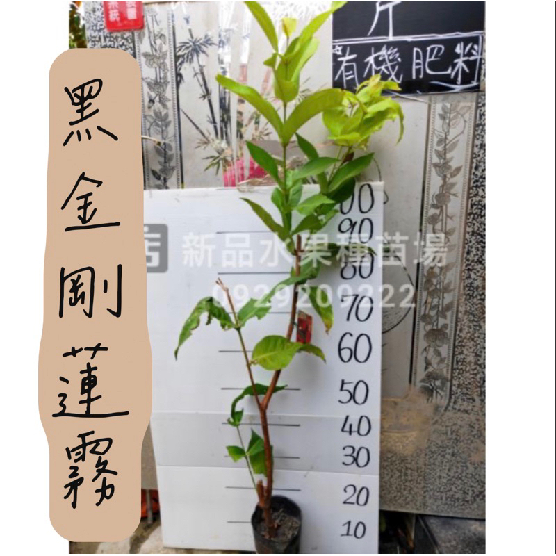 黑金剛蓮霧黑金剛蓮霧苗蓮霧苗蓮霧高壓苗批發零售【新品水果苗